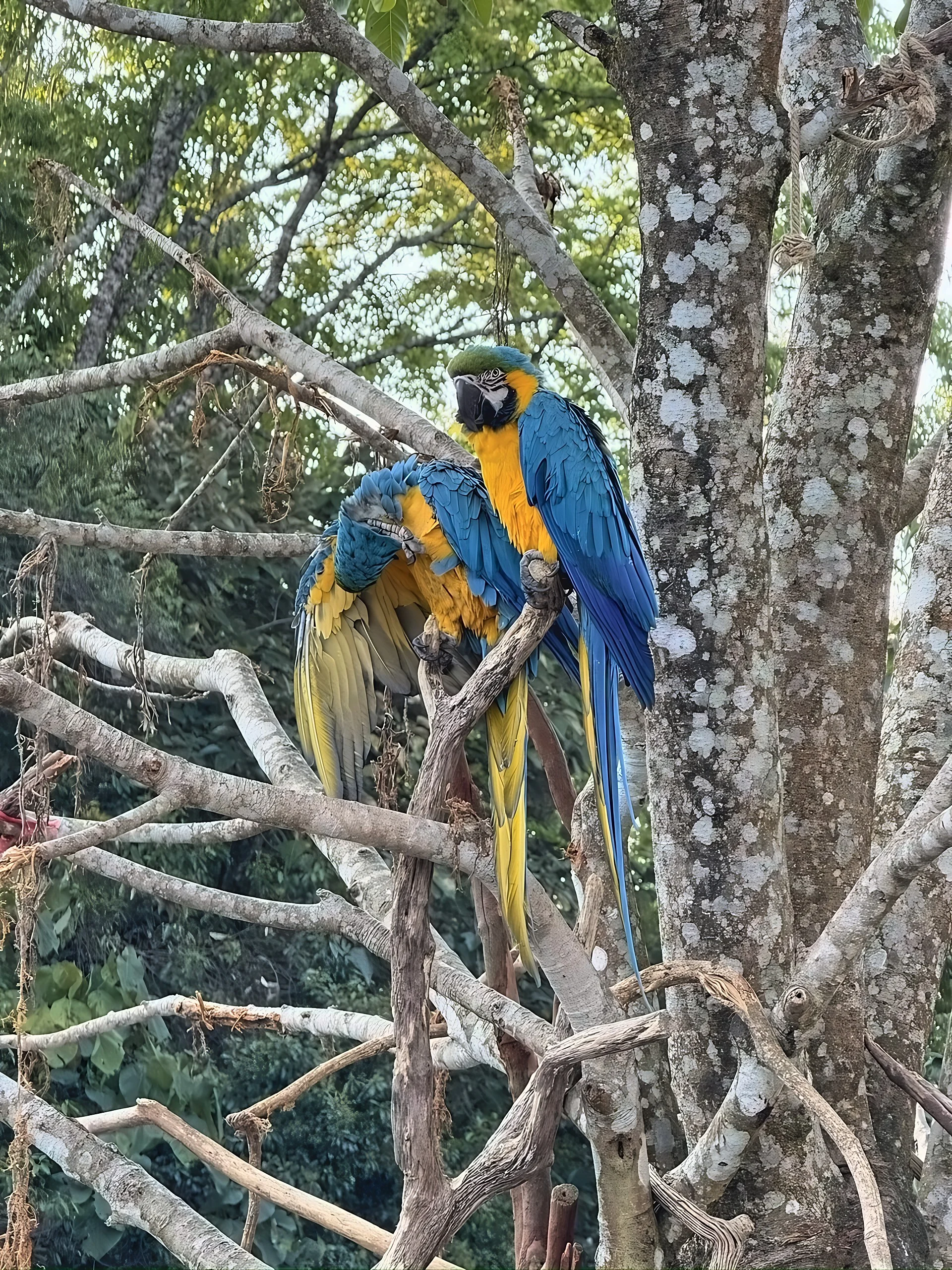 Two blue-and-yellow macaws perch on a branch, one upright and the other bending its head with a raised foot and an open wing.