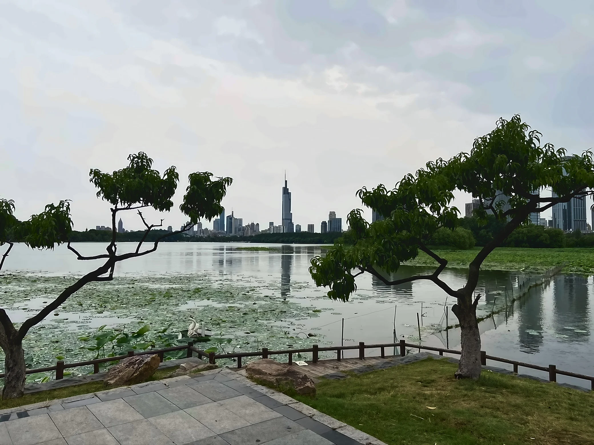 Trees frame Xuanwu Lake, lotus leaves and the Nanjing skyline with Zifeng Tower reflected in the water.