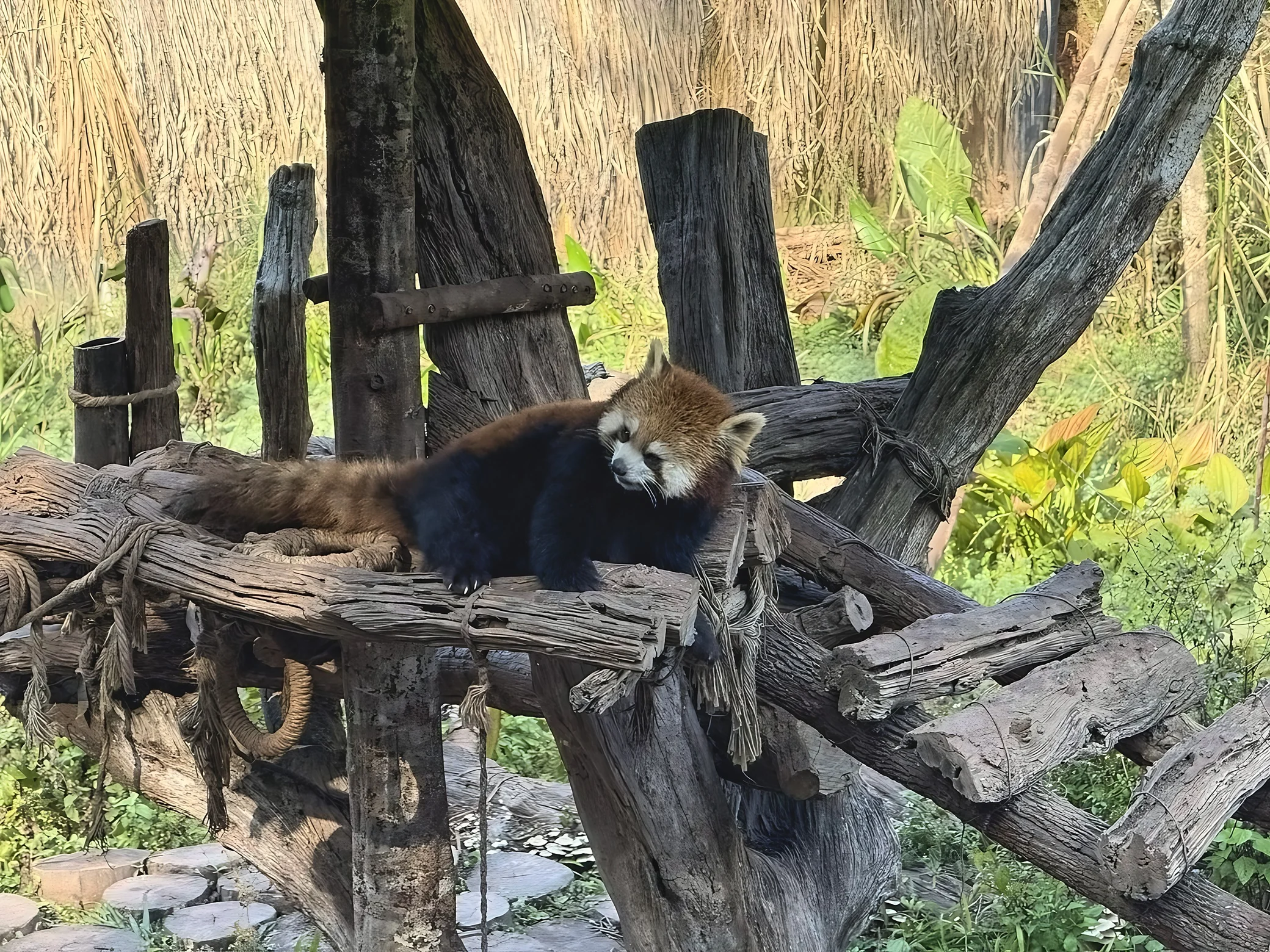 A red panda rests on a rope-bound wooden platform with its tail stretched to the left and its face turned toward the camera.