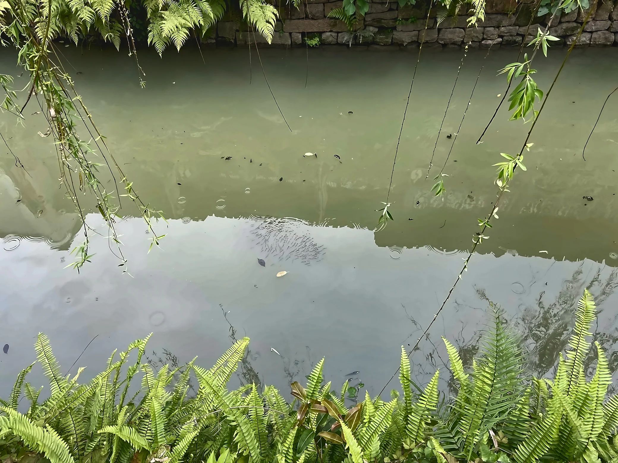 A compact school of small fish gathers among fallen leaves and ripples in a Sanfang Qixiang waterway framed by willow branches and ferns.