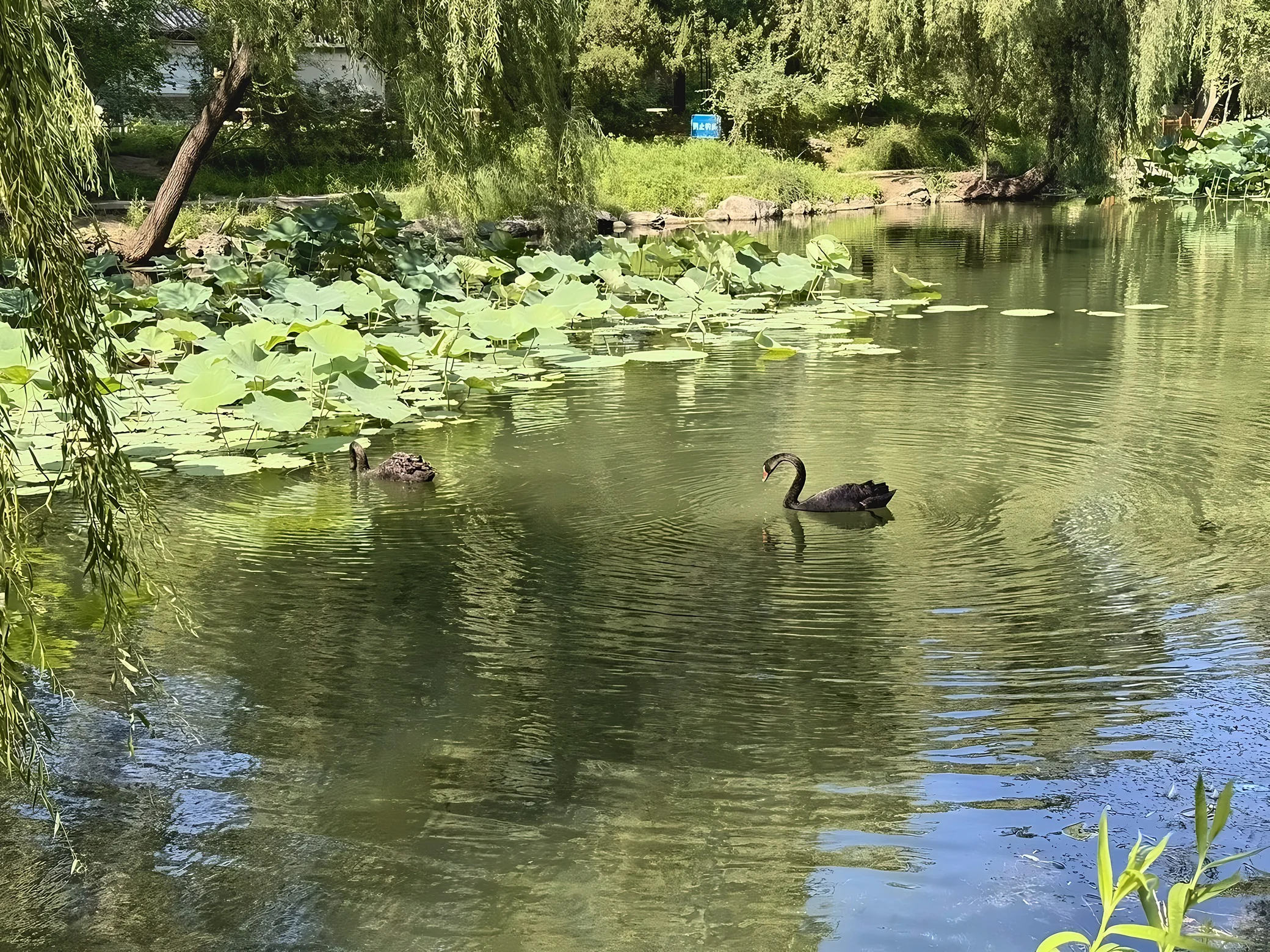 Two dark swans swim among reflections in a lotus pond at Tsinghua University, framed by overhanging willow branches.