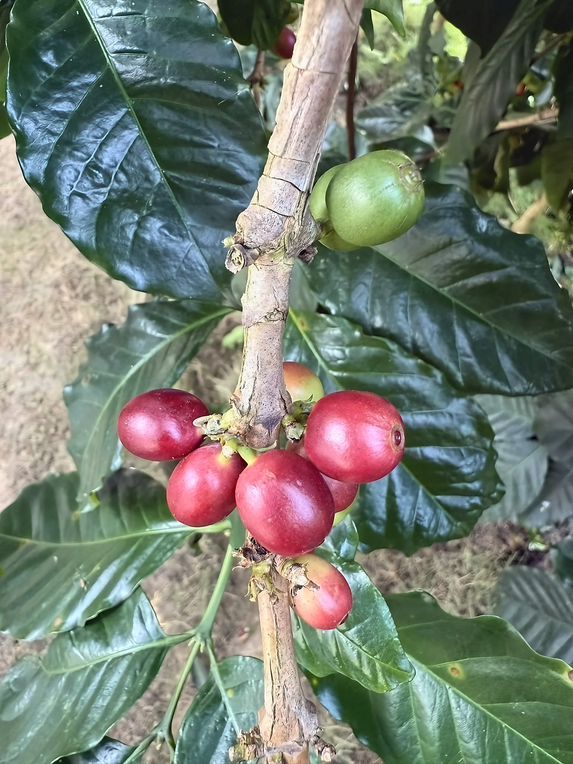 Red coffee cherries and a green cherry grow along a woody branch surrounded by glossy dark green leaves.