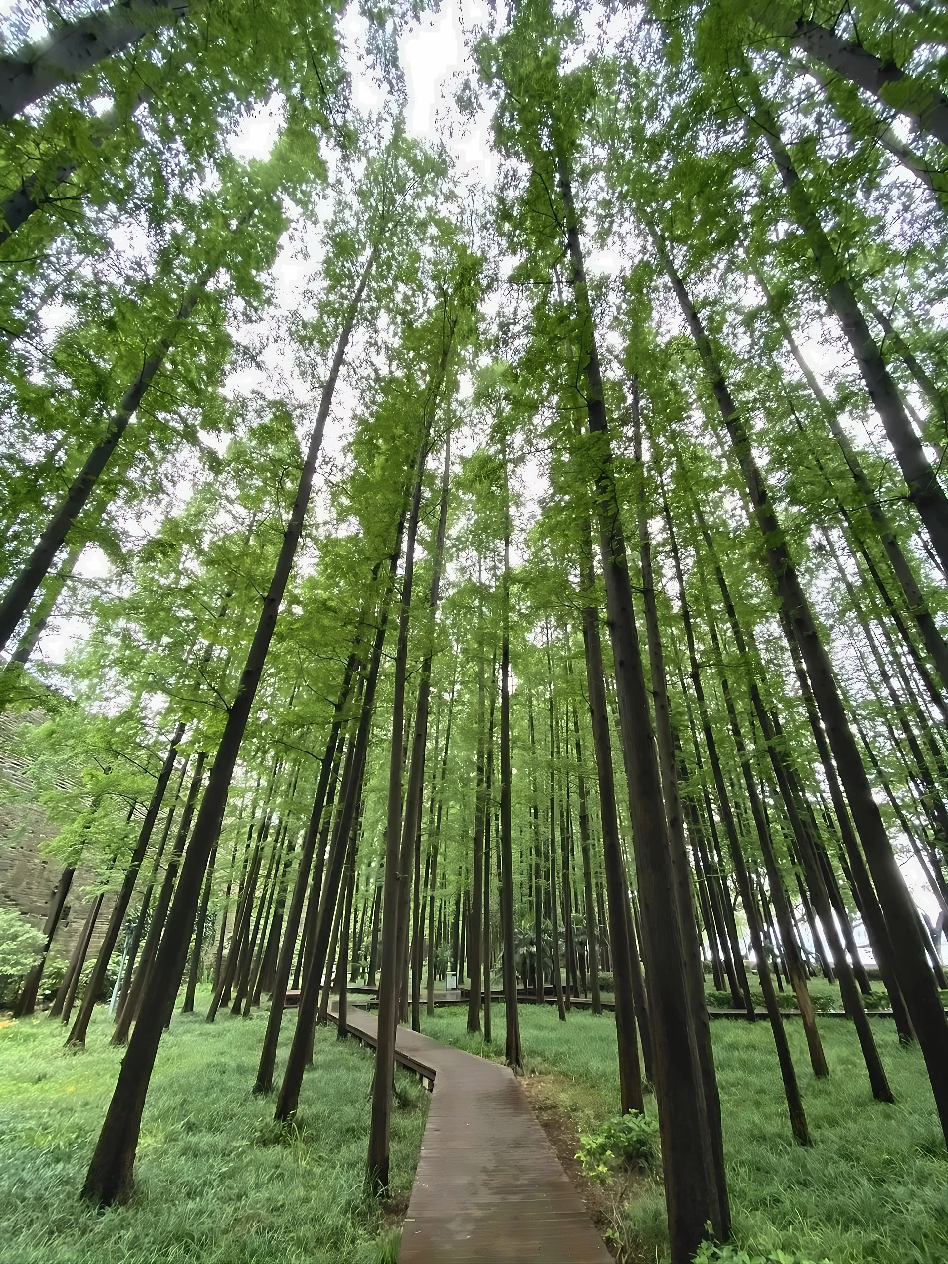 A winding wooden boardwalk runs through lush groundcover beneath tall trees in the Xuanwuhu Scenic Area.