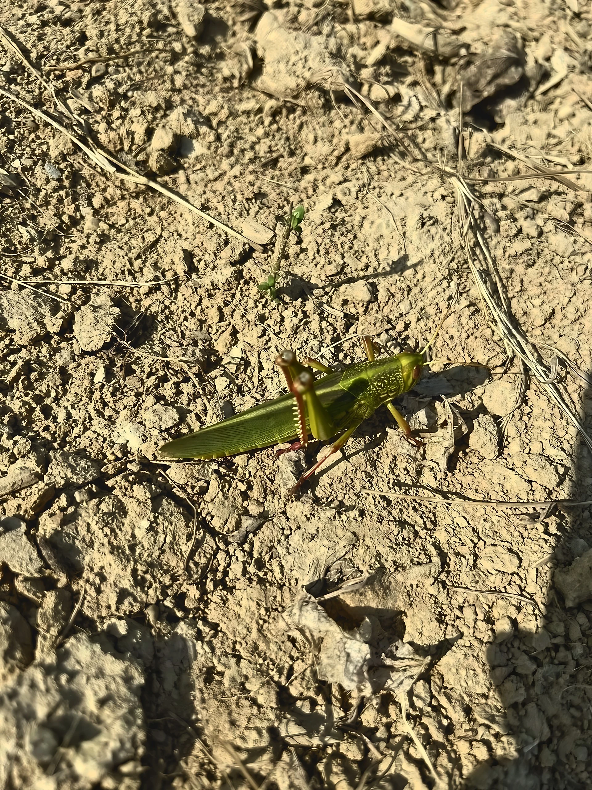 A green grasshopper rests sideways on dry soil among dirt clods, dead grass and a few small shoots.