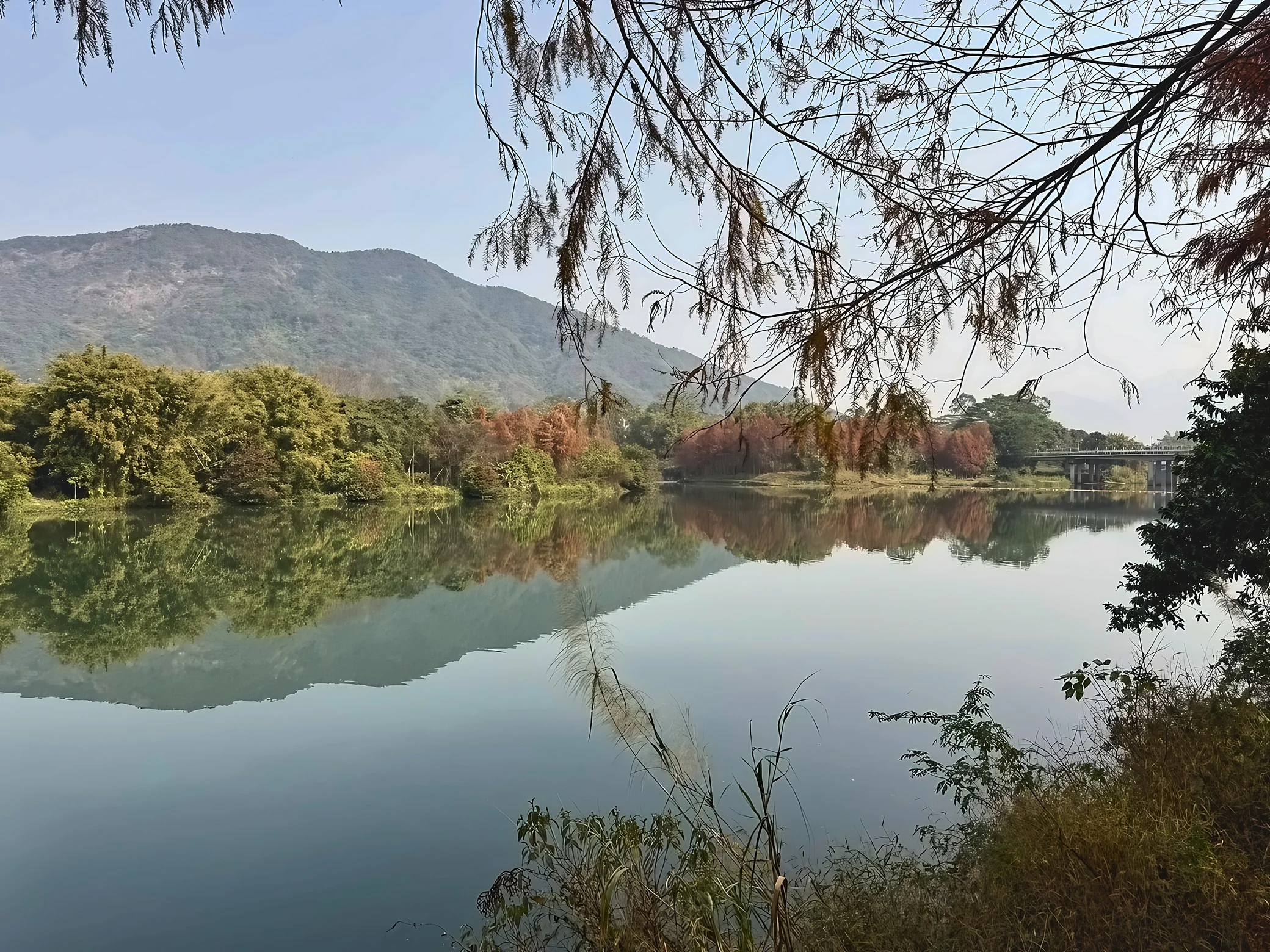 Mountains and mixed green and rust-colored trees reflect in the calm river beneath overhanging branches, with a bridge in the distance.