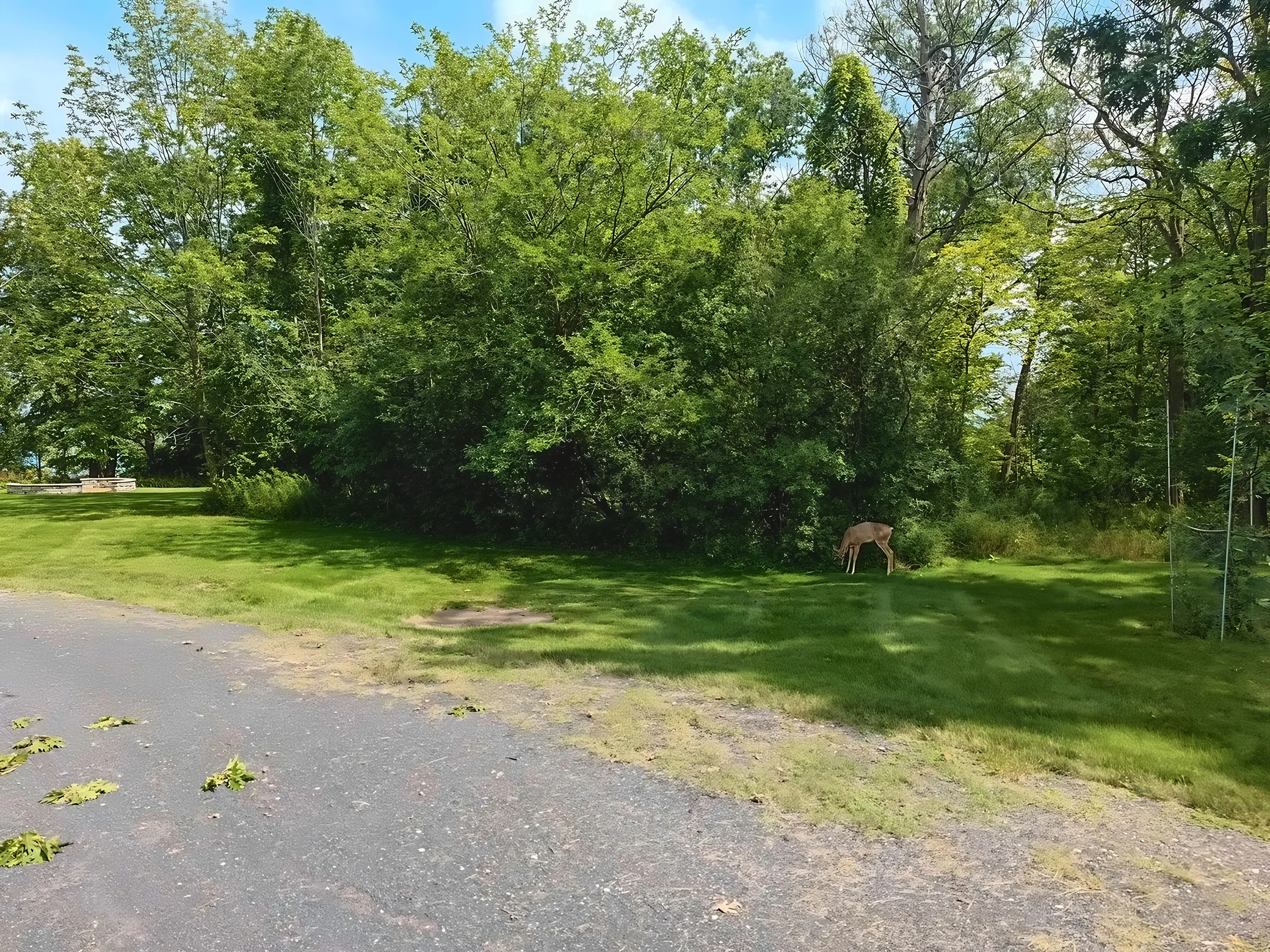 A deer grazes on a lawn beside dense woodland, with scattered leaves on the paved foreground.