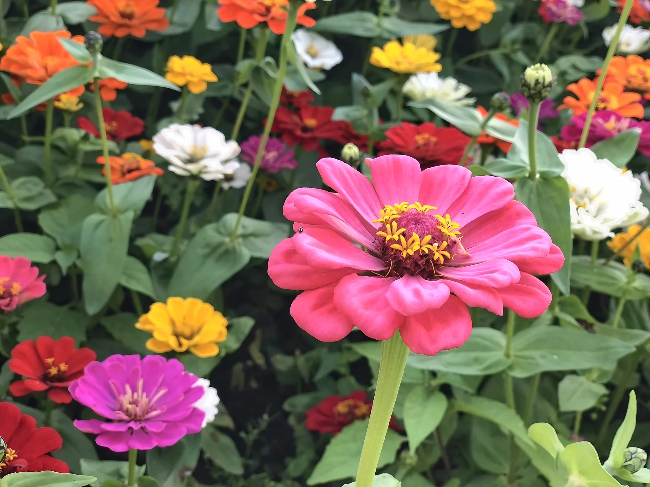 A pink zinnia with a deep red center and yellow florets stands out against a colorful flower bed.