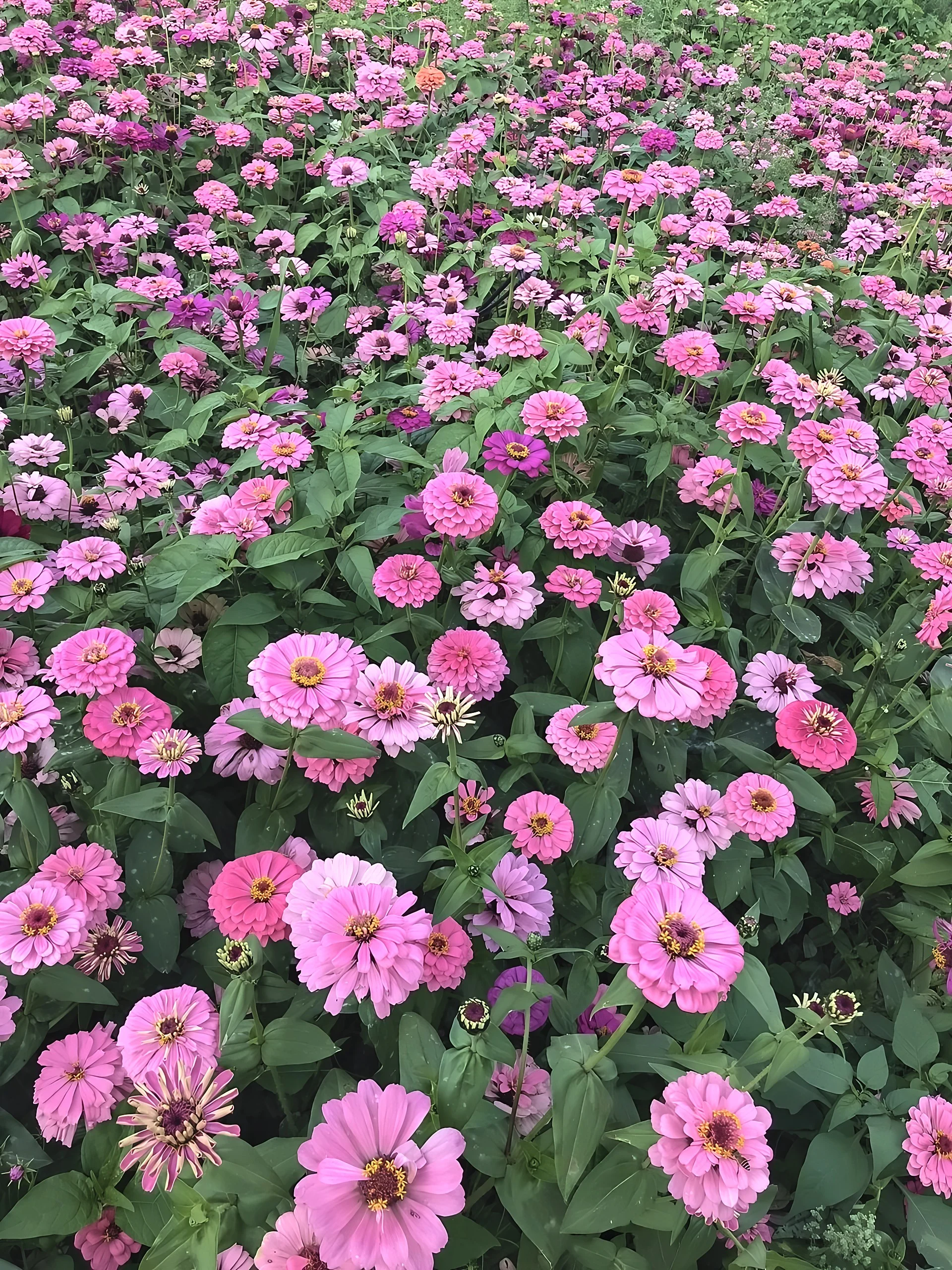 Dense pink and purple zinnias bloom above green foliage, with buds and fading flowers scattered among them.