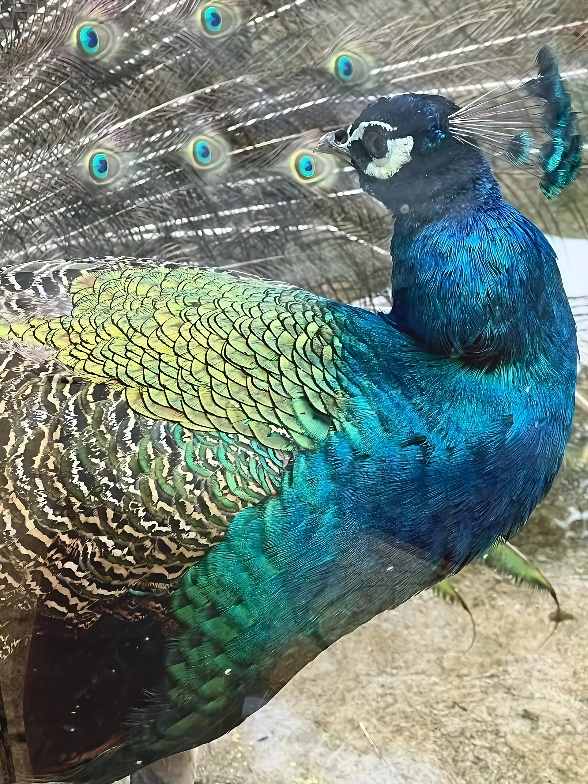 A blue peacock faces left in close-up, showing its crest and iridescent neck and wing feathers against a fan of eye-spotted tail feathers.
