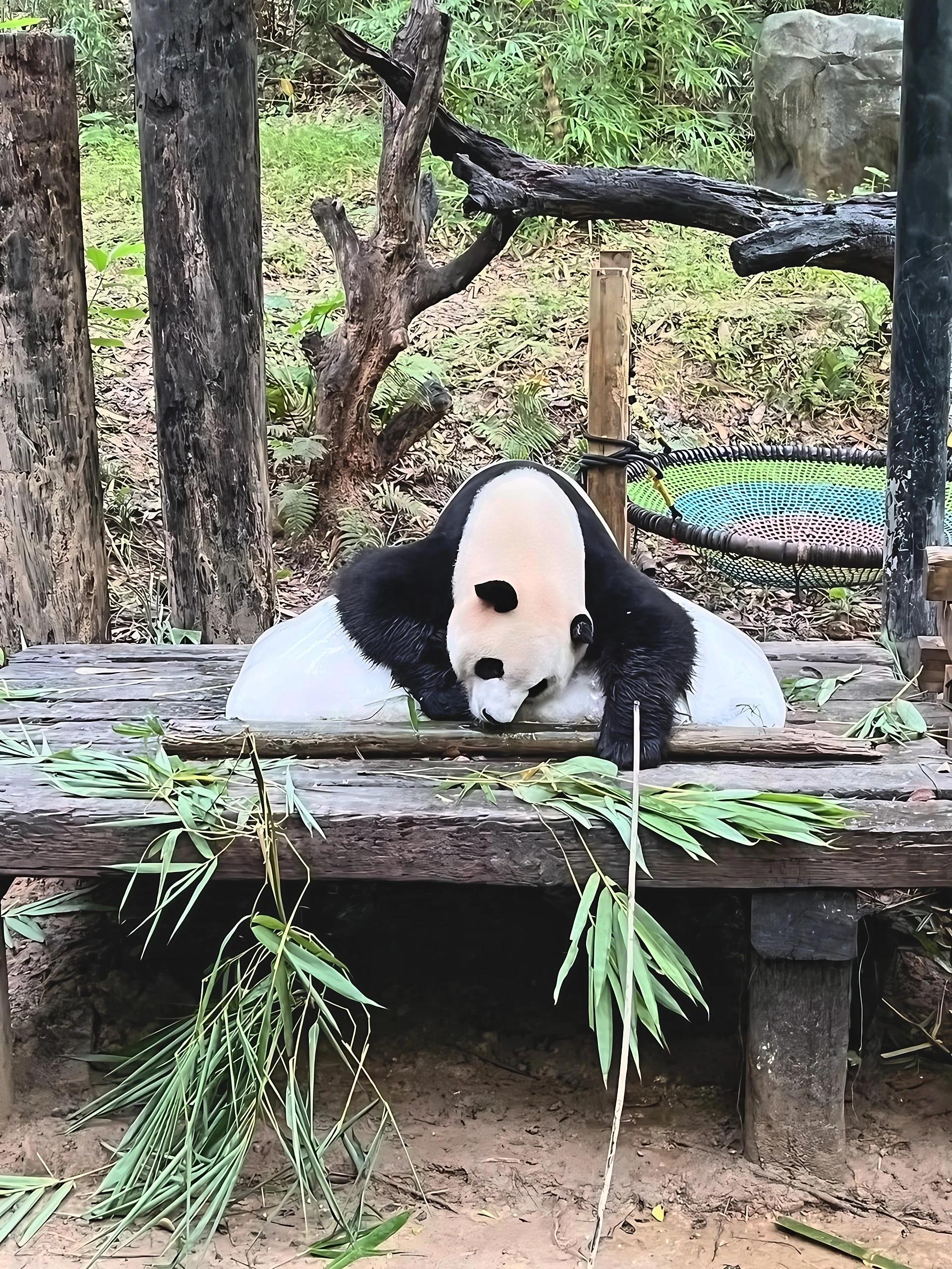 A giant panda rests on ice on a wooden platform, with one forepaw hanging over the edge amid scattered bamboo.