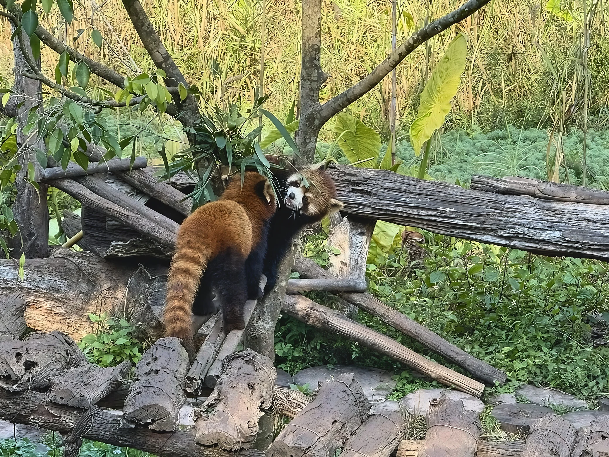 Two red pandas stand close together on stacked logs at Pu'er's Taiyanghe Forest Park, one facing away and the other showing its white facial markings with its mouth open.